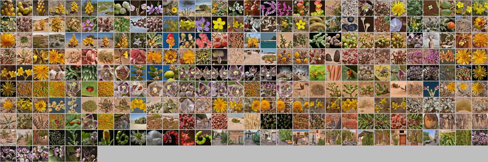 Photomontage of pictures of plants in Qatar. Years 2010 - 2013